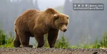 فیلم/ بازی توله خرس با لنز دوربین تله‌ای