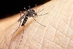 ثبت ۱۵ مورد قطعی ابتلا به تب دنگی در بندرعباس