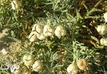 طبع کلم سفید چیست و چه خواصی دارد؟
