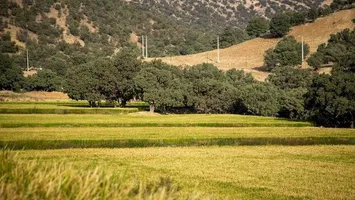 تصاویر | از سبزی شالیزار تا طلایی برداشت