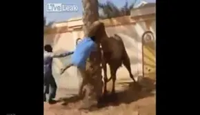 عکس/ شترهایی که به جنگ تانک رفتند