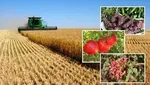 رسوخ تورم ۴۰ تا ۱۰۰ درصد بر سر سفره‌های مردم +جدول