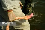 تلفات پرندگان میانکاله به ۵۳۳۰ رسید