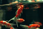 قیمت ماهی قرمز در نوروز ۱۴۰۴ ‌