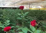 این گروه‌های شغلی از فردا مجاز به فعالیت هستند