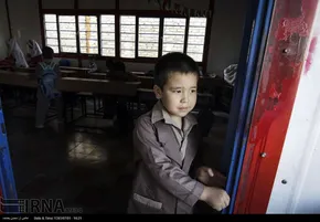 تصاویر/ سگ‌کشی توسط شهرداری