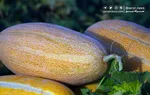 خوردن خربزه با عسل منجر به مرگ می‌شود؟