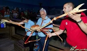 تصاویر/ نهنگ غول‌پیکر ایرباس