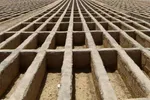 چمران: نگران حمله سگ‌ها به شهروندان هستیم | به حریم شهر تهران بی رحمانه تجاوز می‌کنند