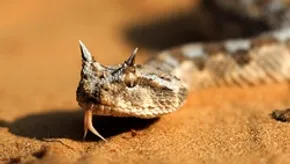 مار خوش خط و خالِ فریبکار!
