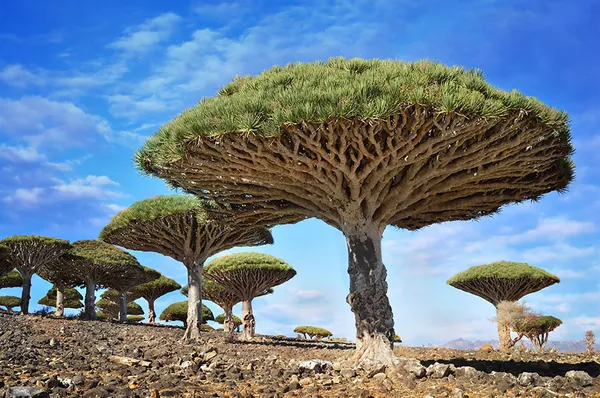  درخت Dragonblood در یمن