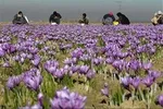 چگونه نرخ دلار با آمار صادرات بازی می‌کند؟