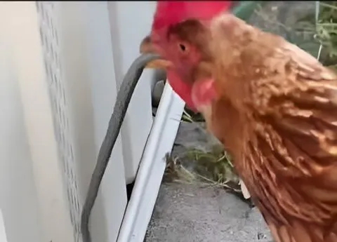 فیلم / خوردن بچه مار توسط مرغ گرسنه