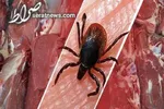 شناسایی ۳ بیمار قطعی مبتلا به تب کریمه کنگو در اردبیل