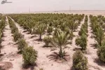 حمله داعش به کرکوک دفع شد