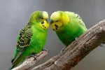 چگونه دایناسورها تبدیل به پرنده شدند؟