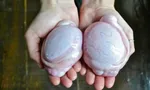 آیا دنبه گوسفندی چربی شکم را کاهش می‌دهد؟