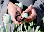 درگیری مسلحانه پلیس با سوداگران مرگ در سیستان و دستگیری ۶ نفر