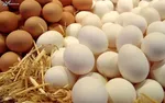قیمت تخم‌مرغ در بازار امروز چهارشنبه ۶ خرداد ۱۴۰۵