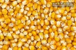اعلام قیمت مصوب جدید نهاده‌های دامی و روغن