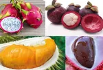 سه خبر عروسکی؛ از کلاه قرمزی و پسرخاله، فیل‎شاه و ...به عنوان عروسک‎های صلح