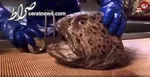کشف یک کوسه عجیب با ظاهری شیطانی + عکس