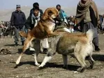 جنجال ازدواج ۵۰میلیونیِ دختر ۱۵ساله
