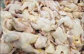 فیلم | حباب به مرغ هم رسید؛ ادعای مدیر اتحادیه مرغداران از میزان حباب قیمتی مرغ!