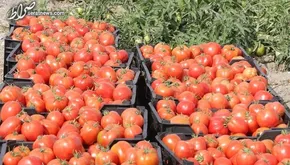 کاریکاتور/ گوجه فرنگی هورمونی!
