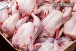 آغاز توزیع مرغ منجمد با قیمت ۸۶ هزار تومان