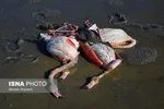 تلفات پرندگان میانکاله به ۵۳۳۰ رسید
