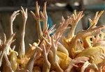قیمت هر شیشه روغن زیتون ۹۰ هزار تومان