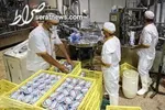 قیمت پنیر در بازار