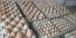 قیمت هر شانه تخم مرغ شناسنامه دار ۵۵۰ هزارتومان