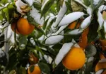طرفداران چای از این ۹ عارضه خطرناک خبر دارند؟
