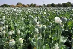 پشت‌پرده توسعه کشت زعفران در افغانستان
