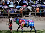 مجوز خرید گوشت بوفالو صادر نشده