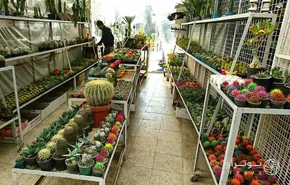 تصاویر/ بازار گل در آستانه‌ی سال نو