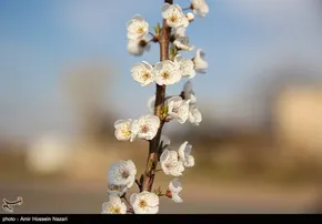 تصاویر / شکوفه‌های بهاری در مازندران