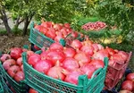 میوه های چربی سوز برای لاغری شکم و پهلو