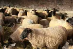 قیمت دام زنده امروز شنبه ۱۸ اسفند ۱۴۰۳