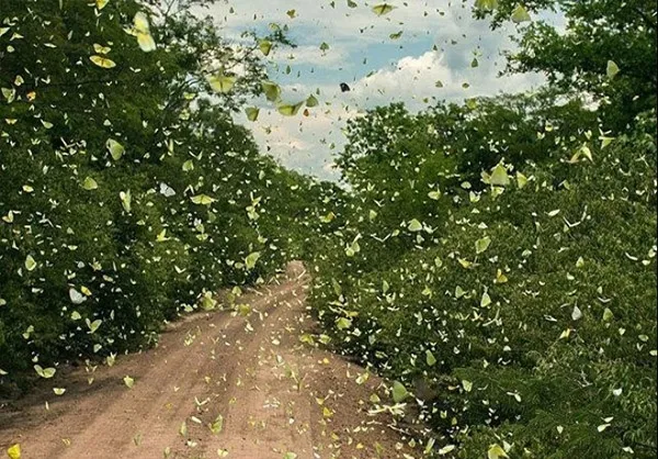 پروانه