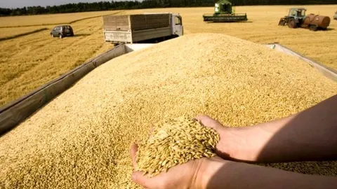 پایان خوش گندم‌کاران از راه رسید