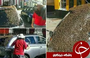 تصاویر/ فرار شترمرغ از آتش‎
