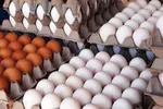 قیمت مصوب هرشانه تخم‌مرغ تعیین شد