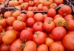 نسخه گرانی گوجه‌ فرنگی هفته آتی پیچیده می‌شود