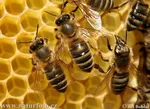 این موارد خطر ابتلا به آلزایمر را افزایش می‌دهد