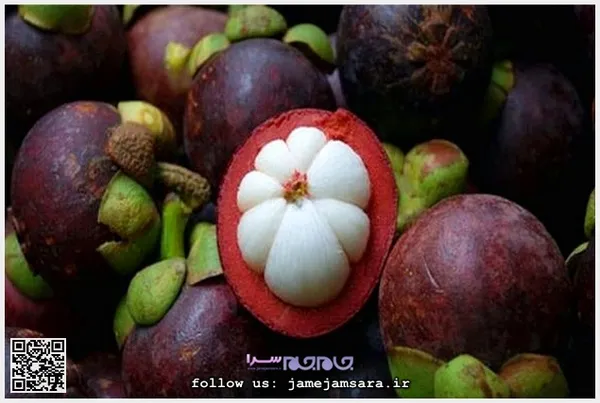 Mangosteen مانگوستین
زادگاه اصلی این میوه اندونزی است. طعم آن ترش و دارای عطری بسیار خوشبو است و گفته شده از جمله میوه‌های ضدسرطان به شمار می‌آید و دارای فواید بسیار زیاد است.