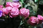 قیمت یک شاخه گل رز به ۵۰ هزارتومان رسید!