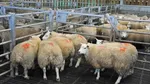 پوریان: گوشت ۳۰۰ هزار تومانی توزیع شد